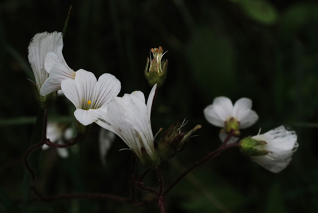 Saxifraga granulata, Quaresma