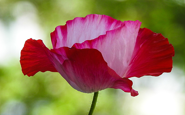 20220607 1267CPw [D~LIP] Kaltsch-Mohn (Papaver rhoeas), Bad Salzuflen