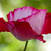 20220607 1267CPw [D~LIP] Kaltsch-Mohn (Papaver rhoeas), Bad Salzuflen