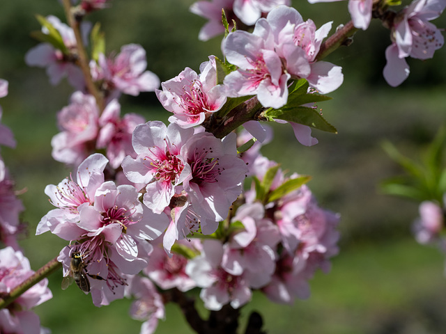 Ciruelo en flor.