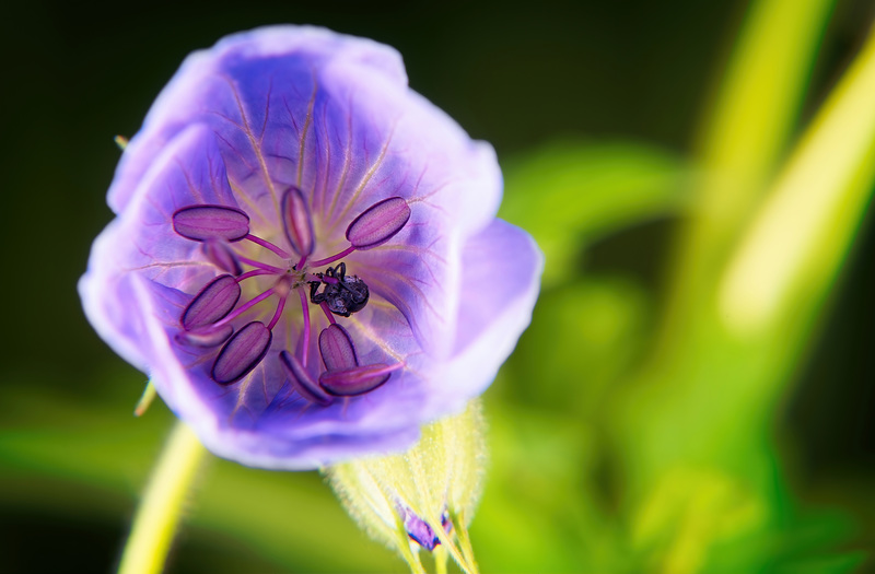 Die Blüten des Wiesen Storchschnabel (Geranium pratense)  warten noch auf die Sonne :))  The flowers of the meadow cranesbill (Geranium pratense) are still waiting for the sun :))  Les fleurs du géranium des prés (Geranium pratense) attendent toujours