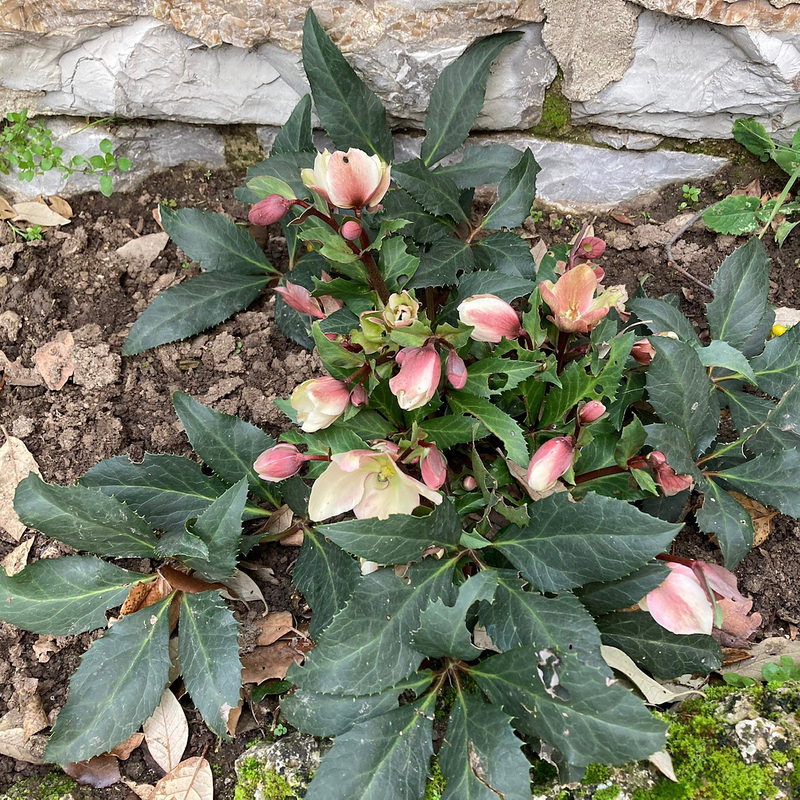 Christmas roses along the wall.