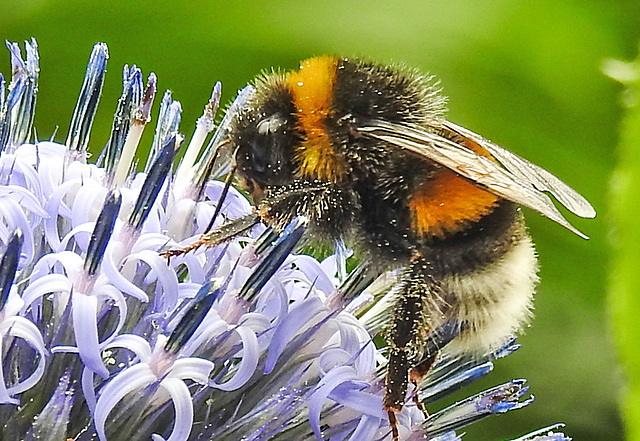 20230716 2224CPw [D~LIP] Kugeldistel, Dunkle Erdhummel (Bombus terrestris), Bad Salzuflen