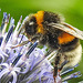 20230716 2224CPw [D~LIP] Kugeldistel, Dunkle Erdhummel (Bombus terrestris), Bad Salzuflen