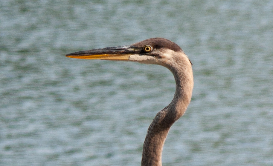 Heron call