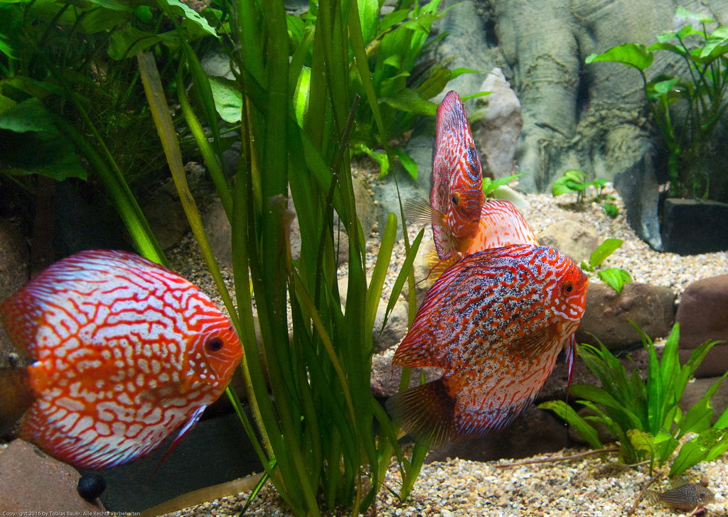 Meeres Auquarium Zella-Mehlis