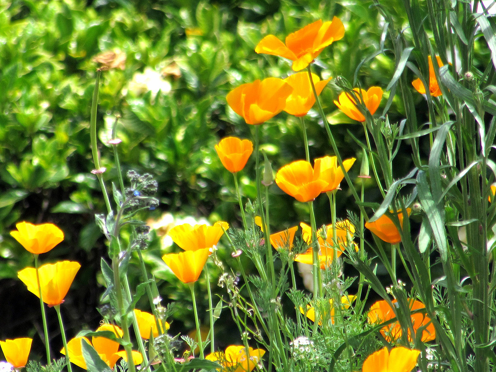 Californian Poppy Group.