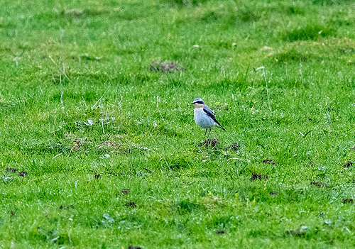 Wheatear