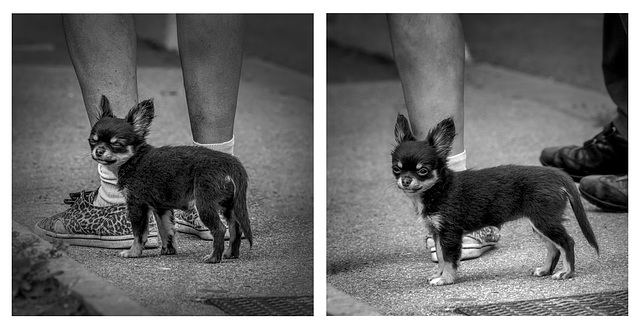 I couldn't resist : au bout de ma rue, mischievous little soul (And a slim tribute to Eliott Erwitt...)