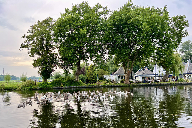 A gaggle of geese