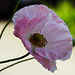 20220607 1268CPw [D~LIP] Kaltsch-Mohn (Papaver rhoeas), Bad Salzuflen