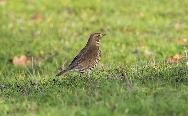 Thrush