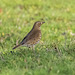 Thrush