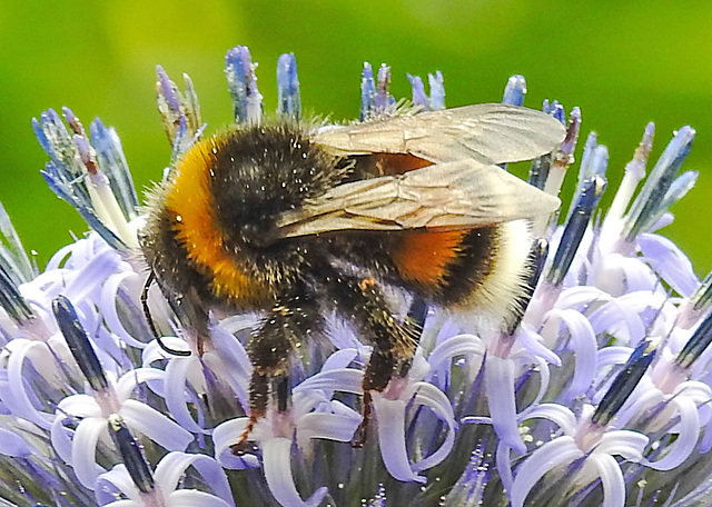 20230716 2225CPw [D~LIP] Kugeldistel, Dunkle Erdhummel (Bombus terrestris), Bad Salzuflen