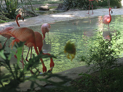 American flamingos.