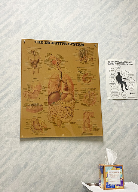 Digestive System