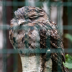 20140926 5491VRAw [D~SFA] Eulenschwalm, (Podargus strigoides), Vogelpark, Walsrode