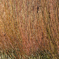 Pollarded willows