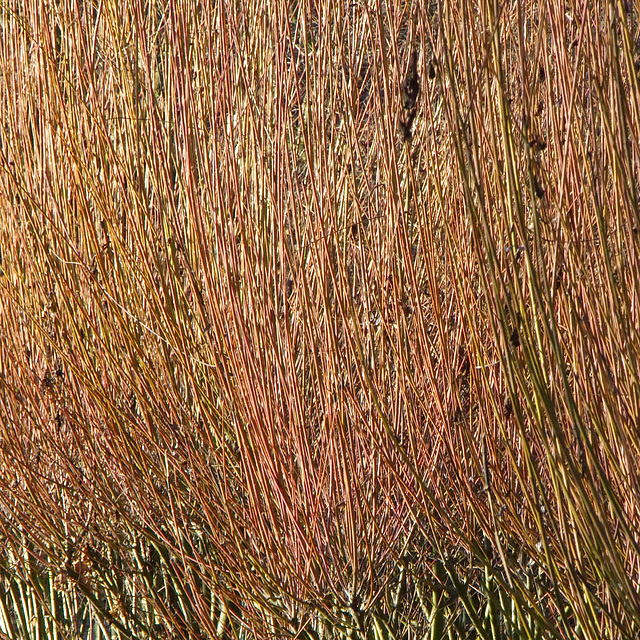 Pollarded willows