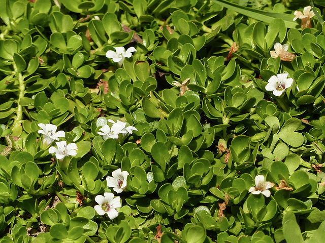 Unidentified plant, Nariva Swamp afternoon, Trinidad