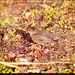 Female blackbird