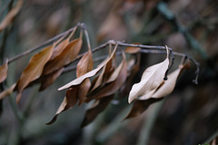 DSCF5313