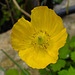 20220607 1270CPw [D~LIP] Kambrischer Scheinmohn (Papaver cambricum), Bad Salzuflen