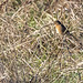 Stonechat