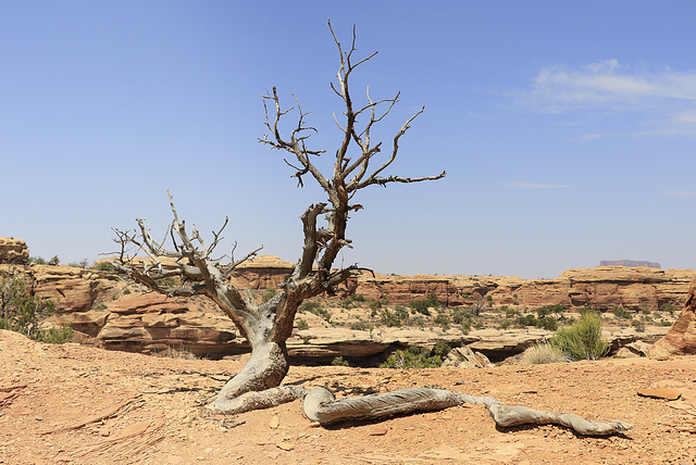 Old Tree at Big Spring Canyon Overlook