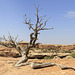 Old Tree at Big Spring Canyon Overlook