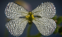 Die Blüte des Ölrettich (Raphanus sativus) :))  The flower of the oil radish (Raphanus sativus) :))  La fleur du radis oléagineux (Raphanus sativus) :))