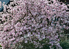 Voll in Blüte