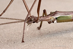Red-winged Stick Insect