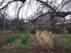 Vegetable garden