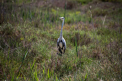 20150518 7907VRTw [R~F] Graureiher (Ardea cinerea), Parc Ornithologique, Camargue