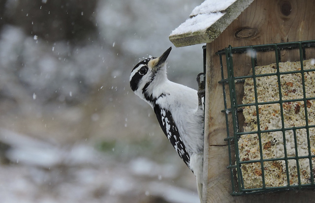 Downy Woodpecker