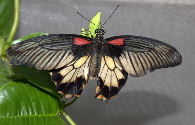 IMG_4616NaturalHistoryMuseumLondonButterflyCanon60mm