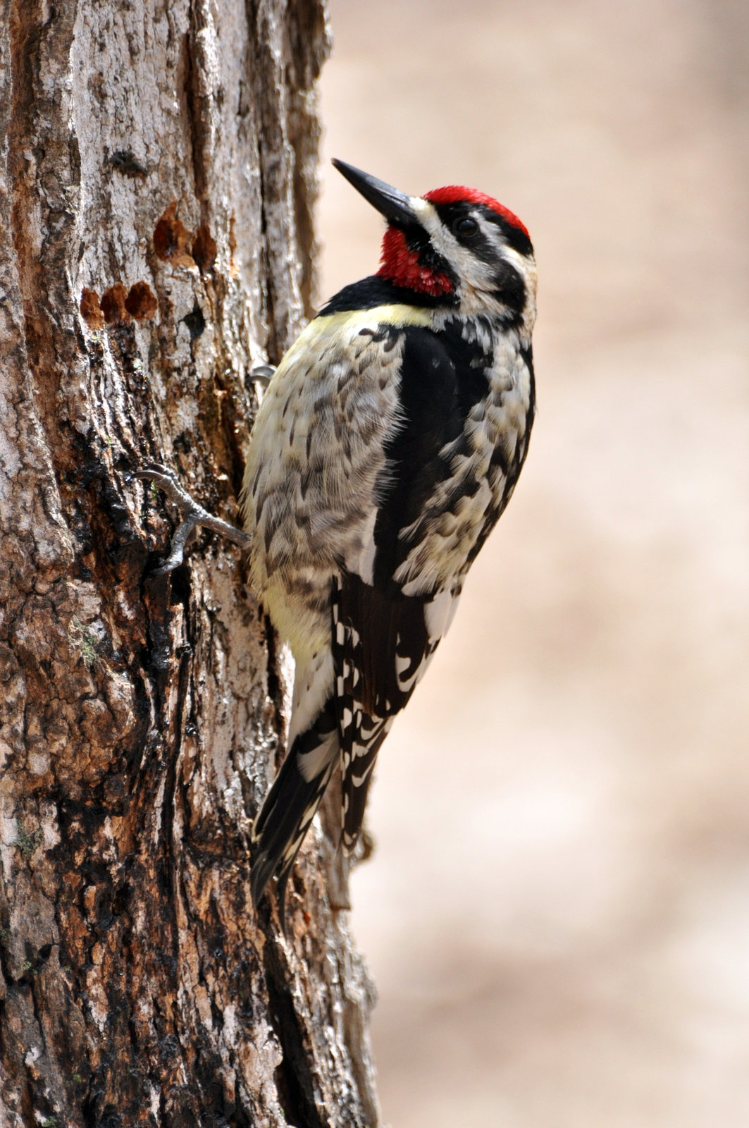 Sapsucker st bruno may 4 2019 DSC 2323