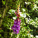 20220607 1271CPw [D~LIP] Roter Fingerhut (Digitalis purpurea), Bad Salzuflen