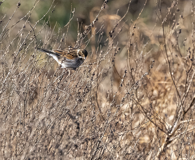 Reed bunting