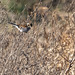 Reed bunting