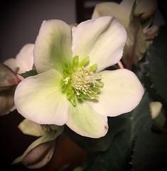 Christmas rose.