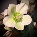 Christmas rose.