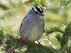 White-crowned Sparrow / Zonotrichia leucophrys