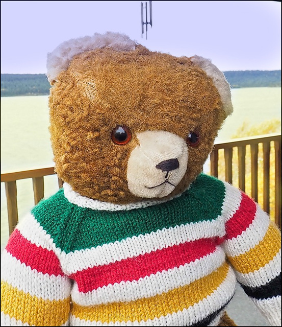 Bear in Hudson Bay Colours