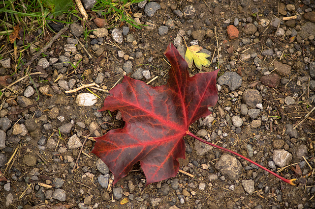 Autumn leaf