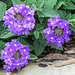 Purple trio of Verbena