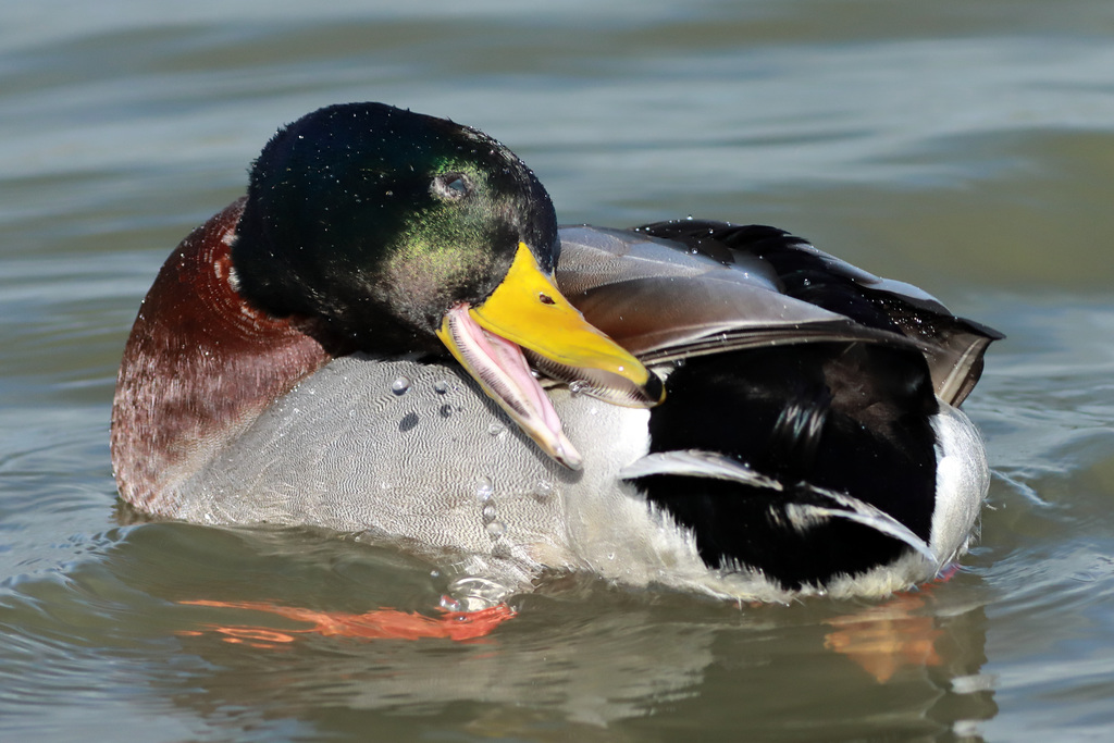 EOS 90D Peter Harriman 10 46 17 49121 mallard dpp