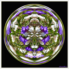 Crocus in the glass ball