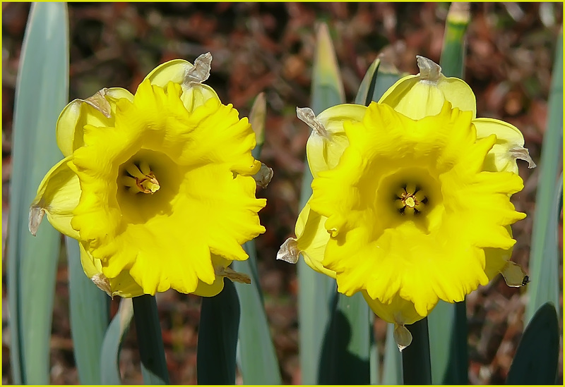 Flowers